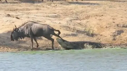 CLIP: Hà mã dũng cảm giải cứu linh dương đầu bò khỏi hàm cá sấu