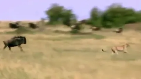 CLIP: Thấy con non bị báo săn tóm được, linh dương đầu bò mẹ nổi điên tấn công kẻ đi săn và cái kết mãn nhãn