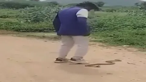 CLIP: Tát rắn hổ mang khi đang say rượu, người đàn ông nhận cái kết đau đớn