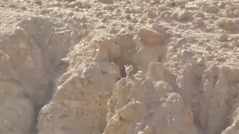 CLIP: Cuộc rượt đuổi nghẹt thở giữa chó sói và dê núi trên vách đá cheo leo