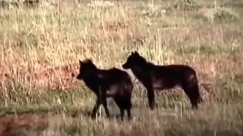 CLIP: Nai mẹ quên mình làm mồi nhử để cứu con khỏi nanh vuốt chó sói