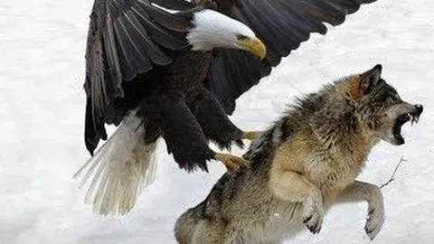 CLIP: Cuộc chiến sinh tồn, đại bàng vàng đơn độc thách thức bầy sói giành mồi