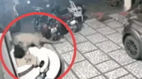 CLIP: Nửa đêm, báo đốm lẻn vào nhà dân tấn công chó nhà rồi nhận cái kết bẽ mặt