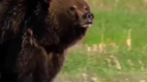 CLIP: Sói hoang liều lĩnh “cướp” chiến lợi phẩm từ gấu xám khổng lồ