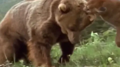 CLIP: Báo sư tử mẹ liều mạng đối đầu gấu xám để bảo vệ con non