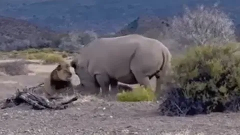 CLIP: Liều mạng vồ tê giác, sư tử suýt phải trả giá đắt