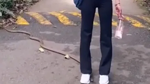 CLIP: Mải mê tạo dáng, cô gái bị rắn hổ chúa bò qua chân mà không hề hay biết nhưng cái kết mới gây 'sốc'