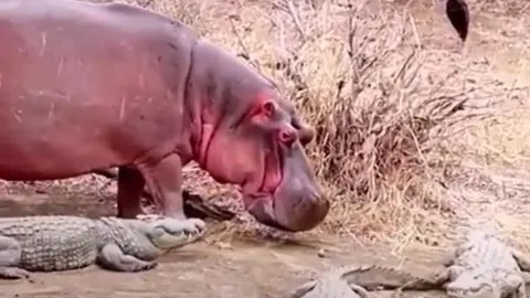 CLIP: Nổi danh là 'chúa tể đầm lầy' thế mà đàn cá sấu vẫn phải 'dạt sang 1 bên' để nhường đường cho loài vật này