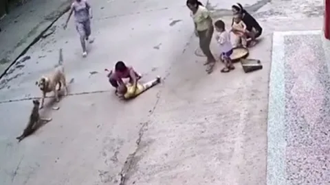 CLIP: Chó nhà dũng cảm cứu em bé khỏi bị chó lạ tấn công và kết cục mãn nhãn