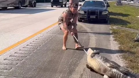 CLIP: Võ sĩ MMA đi chân trần vật lộn với cá sấu dài 3 mét trên cao tốc Florida