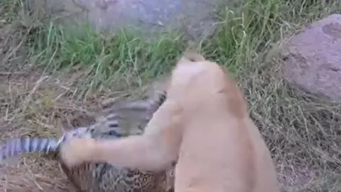 CLIP: Báo hoa mai mẹ liều mình chiến đấu chống lại sư tử để bảo vệ con non và cái kết 'ngẹt thở'