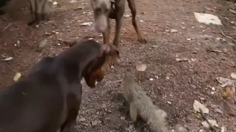 CLIP: Bị 3 chú chó nhà tấn công dữ dội, cầy Mangut nhận cái kết khiến ai cũng sửng sốt!