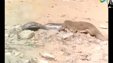 CLIP: Cầy Mangut loạng choạng vì trúng độc hổ mang, kẻ săn rắn đôi khi cũng phải trả giá