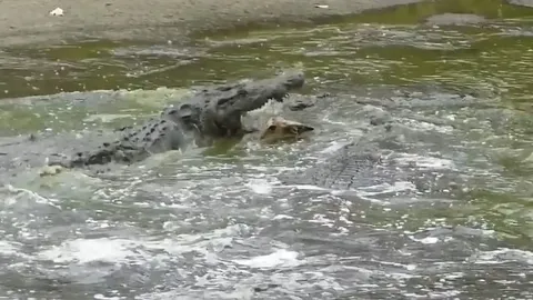 CLIP: Cá sấu tung cú đớp chí mạng, hạ sát linh dương non trong nháy mắt