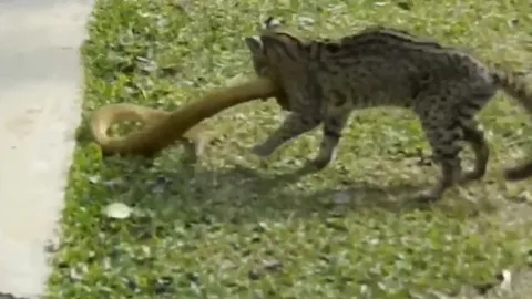 CLIP: Mèo hoang tung đòn hiểm, hạ gục rắn viper độc địa trong cuộc chiến sinh tồn