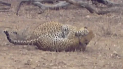 CLIP: Trận chiến sinh tử giữa hai con báo hoa mai, kẻ yếu bỏ mạng dưới móng vuốt đồng loại