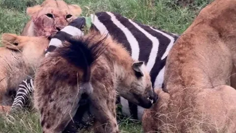 CLIP: Cảnh tượng khó tin, linh cẩu cùng sư tử chia sẻ bữa ăn cho nhau