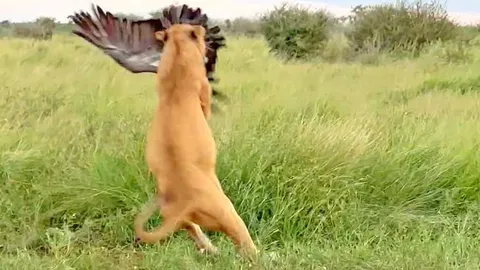 CLIP: Trộm thức ăn thừa của sư tử, kền kền phải trả giá bằng cả tính mạng
