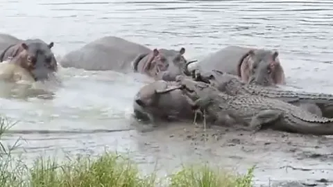 CLIP: Bị cá sấu tóm được, linh dương đầu bò vẫn thoát chết ngoạn mục nhờ 'máu bao đồng' của hà mã