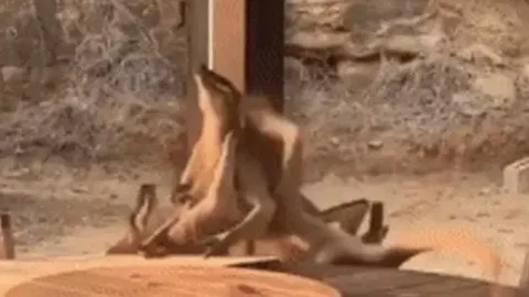 CLIP: Hai con kangaroo “quyết chiến” như những tay đấm say xỉn, làm náo loạn cả khu dân cư