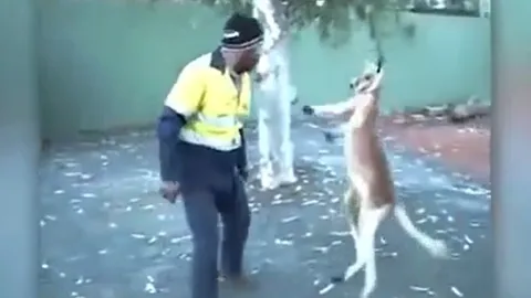 CLIP: Kangaroo "gây sự" với nam công nhân và cái kết không ngờ