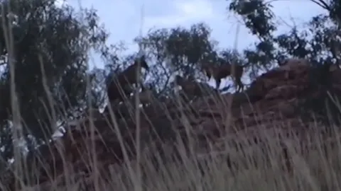 CLIP: 3 chú chó hoang Dingo dồn Kangaroo vào đường cùng và cái kết bất ngờ!