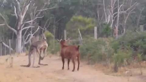 CLIP: Kangaroo chạm trán dê hiếu chiến trên đường mòn, cuộc đối đầu không khoan nhượng