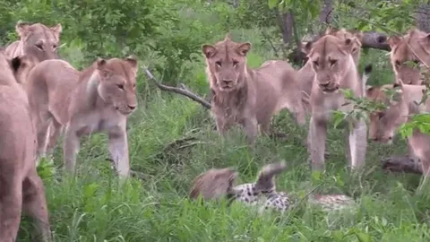 CLIP: Rơi vào vòng vây của 12 con sư tử, báo hoa mai nhận cái kết bi thảm
