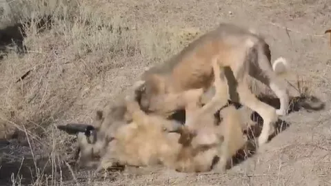 CLIP: Chó săn Tazy “kẻ gầy gò” khiến sói đồng cỏ và lửng cũng phải khiếp sợ