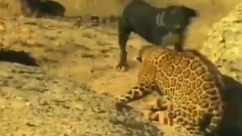 CLIP: Báo đốm đơn độc chống chọi bầy chó săn hung tợn, số phận nào đang chờ đợi nó?