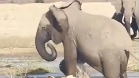 CLIP: Liều lĩnh tấn công voi con, cá sấu bị voi mẹ dẫm đạp cho đến chết
