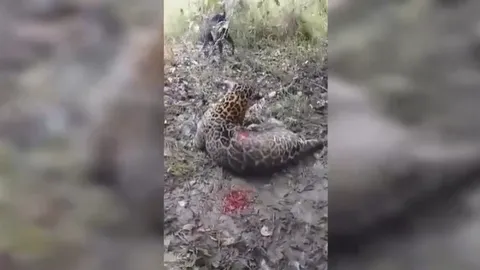 CLIP: 15 con chó săn hợp lực vây hãm báo đốm và kết cục bi thảm cho kẻ săn mồi lừng danh