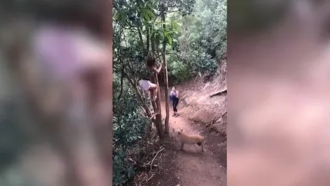 CLIP: Hoảng hồn vì bị lợn rừng truy đuổi, cô gái trèo tót lên cây "cầu cứu"