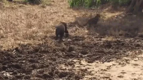 CLIP: Quá nhút nhát, báo săn bất ngờ bị lợn rừng phản công, bỏ chạy tán loạn