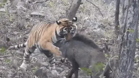 CLIP: Lợn rừng vùng vẫy vô vọng trong nanh vuốt hổ dữ