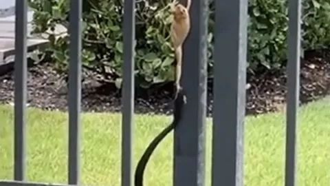 CLIP: Bị rắn cắn chặt chân, ếch vẫn có màn thoát chết ngoạn mục