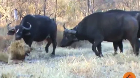 CLIP: Thấy sư tử đực bị đồng loại 'đồ sát', đàn trâu rừng bất ngờ lao lại giải cứu nhưng cái kết mới 'sốc'