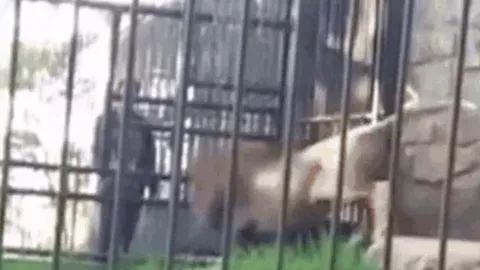 CLIP: Say rượu rồi vào vườn thú chọc sư tử, nam thanh niên bị mèo lớn ngoạm nát tay