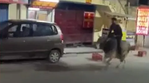 CLIP: Say rượu rồi cưỡi bò tót phi như bay trên đường phố, nam thanh niên nhận cái kết đắng