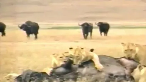 CLIP: Bị đàn sư tử xẻ thịt, trâu rừng nỗ lực vùng dậy tấn công ngược kẻ đi săn để chạy thoát thân