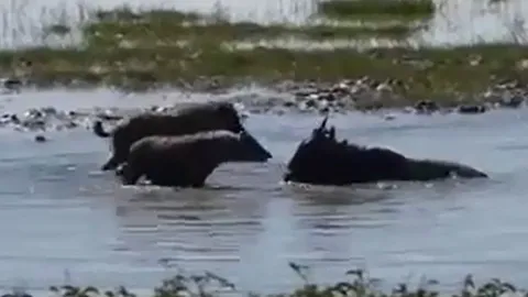 CLIP: Linh dương đầu bò dũng cảm đối đầu linh cẩu