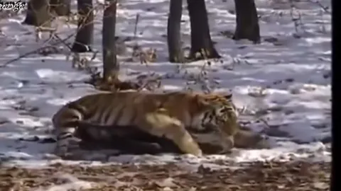 CLIP: Những khoảnh khắc săn mồi mãnh liệt của chúa sơn lâm