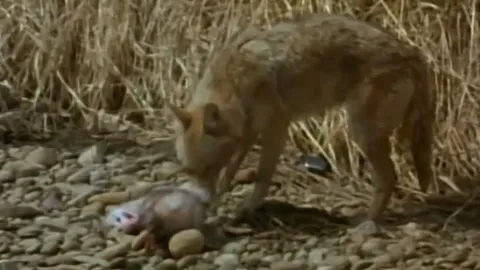 CLIP: Chồn túi giả chết thần sầu, thành công đánh lừa được chó sói để thoát thân