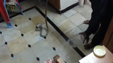 CLIP: Người đàn ông khiến người xem phải trầm trồ với kỹ năng bắt rắn điêu luyện