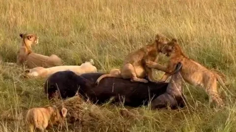 CLIP: Sư tử con thoải mái chơi đùa trên xác trâu rừng