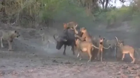 CLIP: Cuộc đối đầu sinh tử, 12 anh em nhà sư tử hợp lực vây hãm trâu rừng