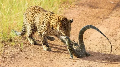 CLIP: Kỳ đà dũng mãnh đối đầu báo hoa mai