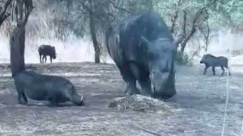 CLIP: Tê giác bỗng nhiên 'nổi điên', húc bay lợn bướu lên trời