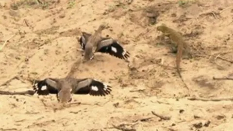 CLIP: Cặp chim dikkop dũng cảm hợp sức đánh đuổi thằn lằn bảo vệ tổ trứng