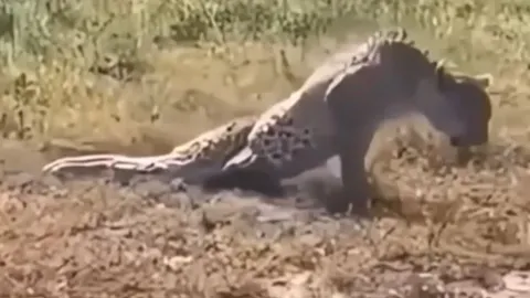 CLIP: Báo hoa mai bị liệt 2 chân sau khi bị sư tử tấn công